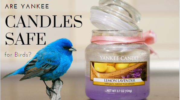 Are Yankee Candles Safe For Birds? - Ronxs